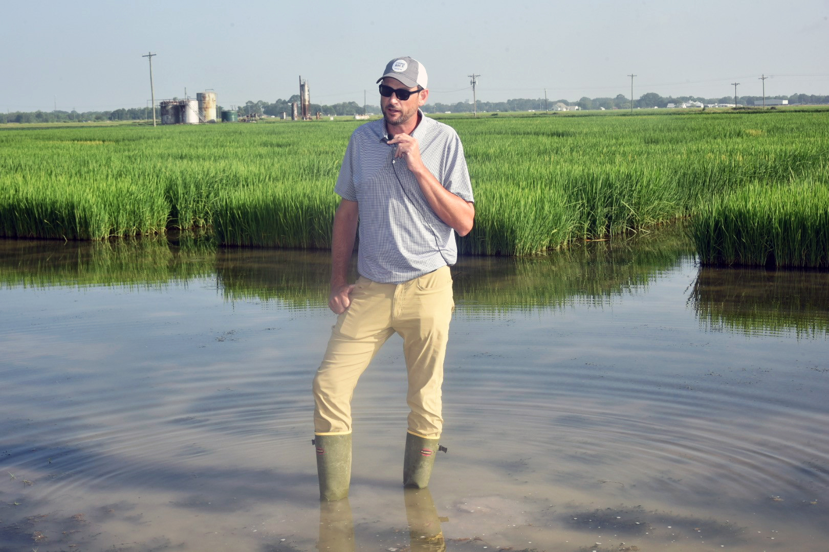 Rice breeding program advancing lines with unique grain qualities